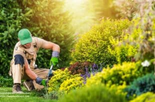 Garden Maintenance