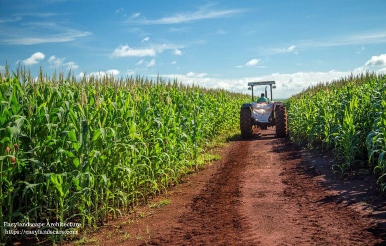 Corn Feild Rows Row Planting Guide: Techniques, and Tips for Better Yields - Easy ...