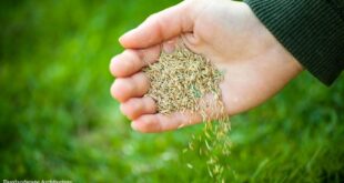 Grass Seed
