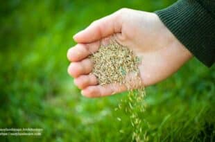 Grass Seed