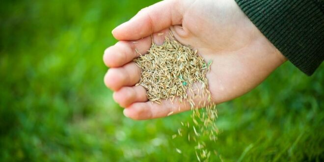 Grass Seed