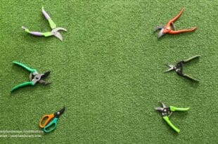 Tree Pruning Tools: Hand Pruners