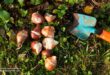 Planting Tulip Bulbs