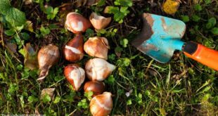 Planting Tulip Bulbs