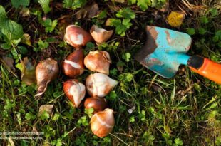 Planting Tulip Bulbs