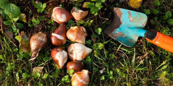 Planting Tulip Bulbs
