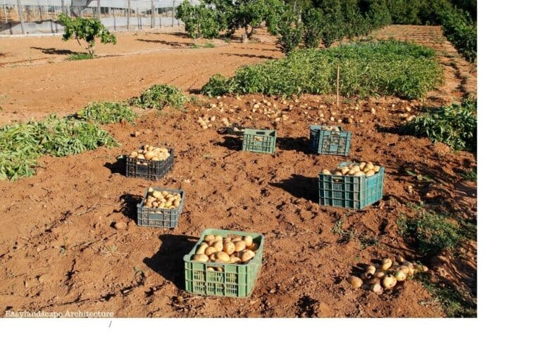 Row Planting Guide: Techniques, and Tips for Better Yields - Easy ...