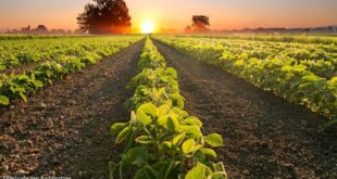 Row Planting