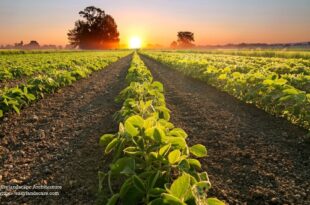 Row Planting