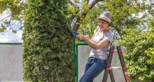 Topiary execution