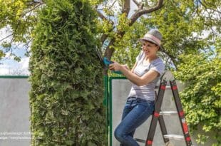 Topiary execution