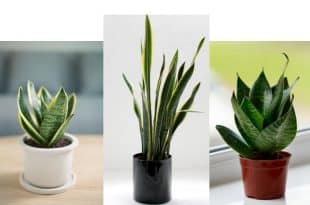 Snake-plants-care