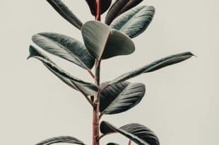 Ficus Elastica Rubber Plant Care