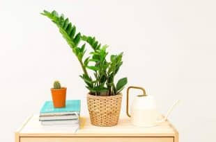 zz plant care