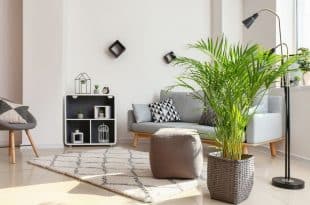 Areca palm care