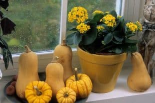 kalanchoe plant care