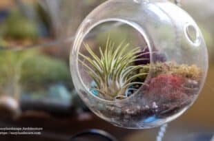 Air plant care