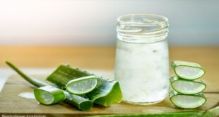 Aloe Vera plant care