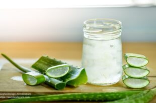 Aloe Vera plant care