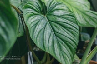 Arrowhead plant care