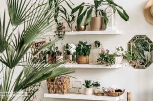 Best indoor plants