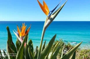 Bird of paradise plant care