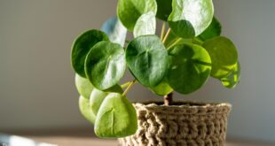 Chinese money plant care