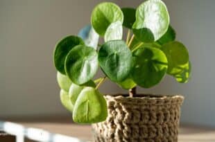 Chinese money plant care