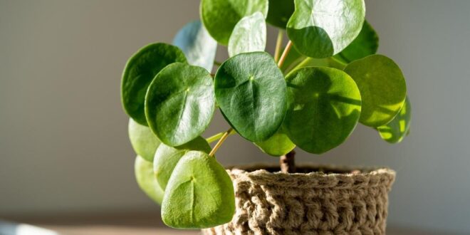 Chinese money plant care