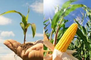 Corn Plant care