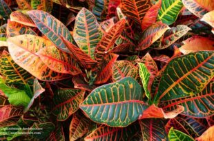 Croton Plant
