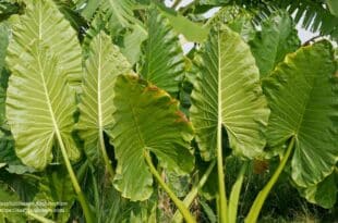Elephant Ear Plant Care
