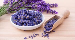 Lavender plant care