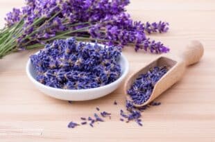 Lavender plant care