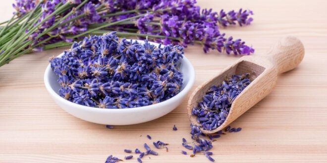 Lavender plant care