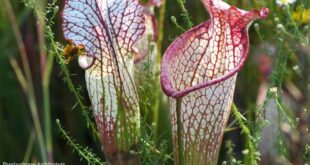 Pitcher Plant care