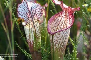 Pitcher Plant care