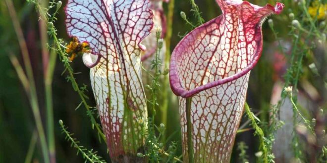 Pitcher Plant care