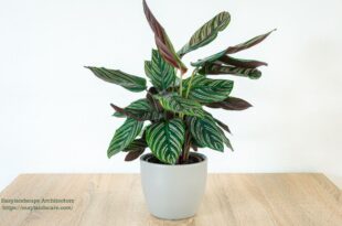 Prayer Plant care