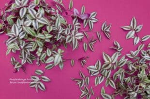 Wandering Jew Plant Care