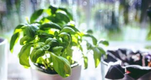 Basil plant care