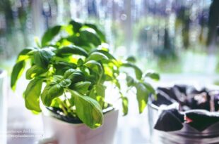 Basil plant care