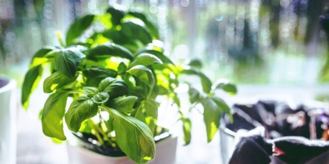 Basil plant care