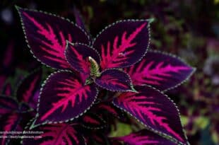 Coleus Plant care