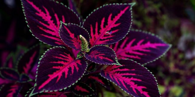 Coleus Plant care