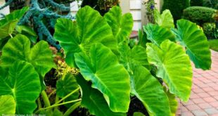 Elephant Ear Plant