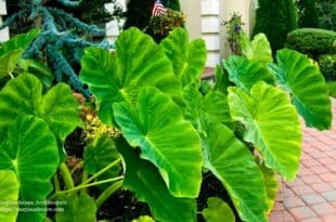 Elephant Ear Plant