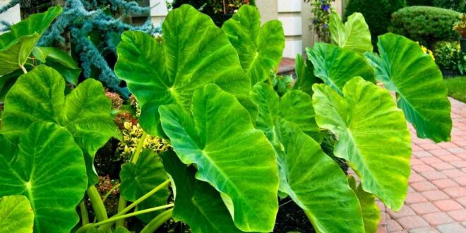 Elephant Ear Plant