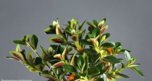 Goldfish Plant
