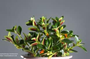 Goldfish Plant